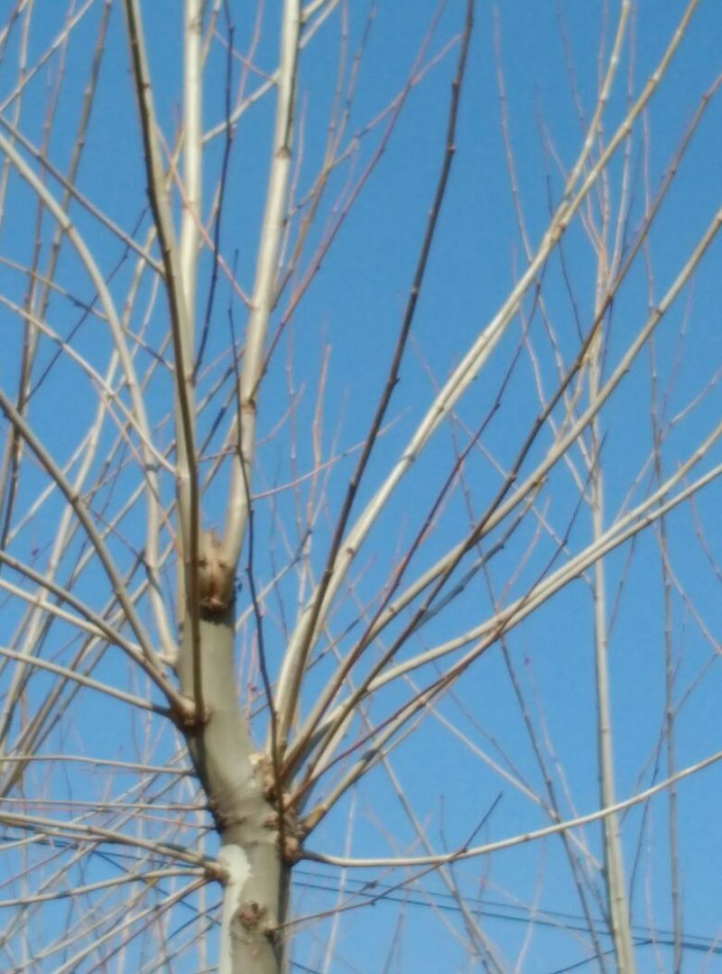 法桐10~12cm10~12cm3~3.5米1~2米