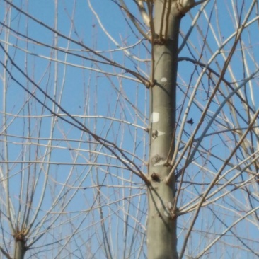 法桐10~12cm10~12cm3~3.5米1~2米