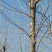 法桐10~12cm10~12cm3~3.5米1~2米