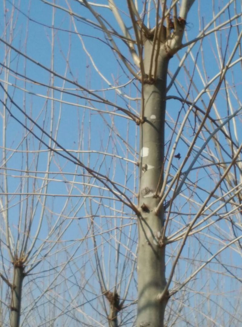 法桐10~12cm10~12cm3~3.5米1~2米
