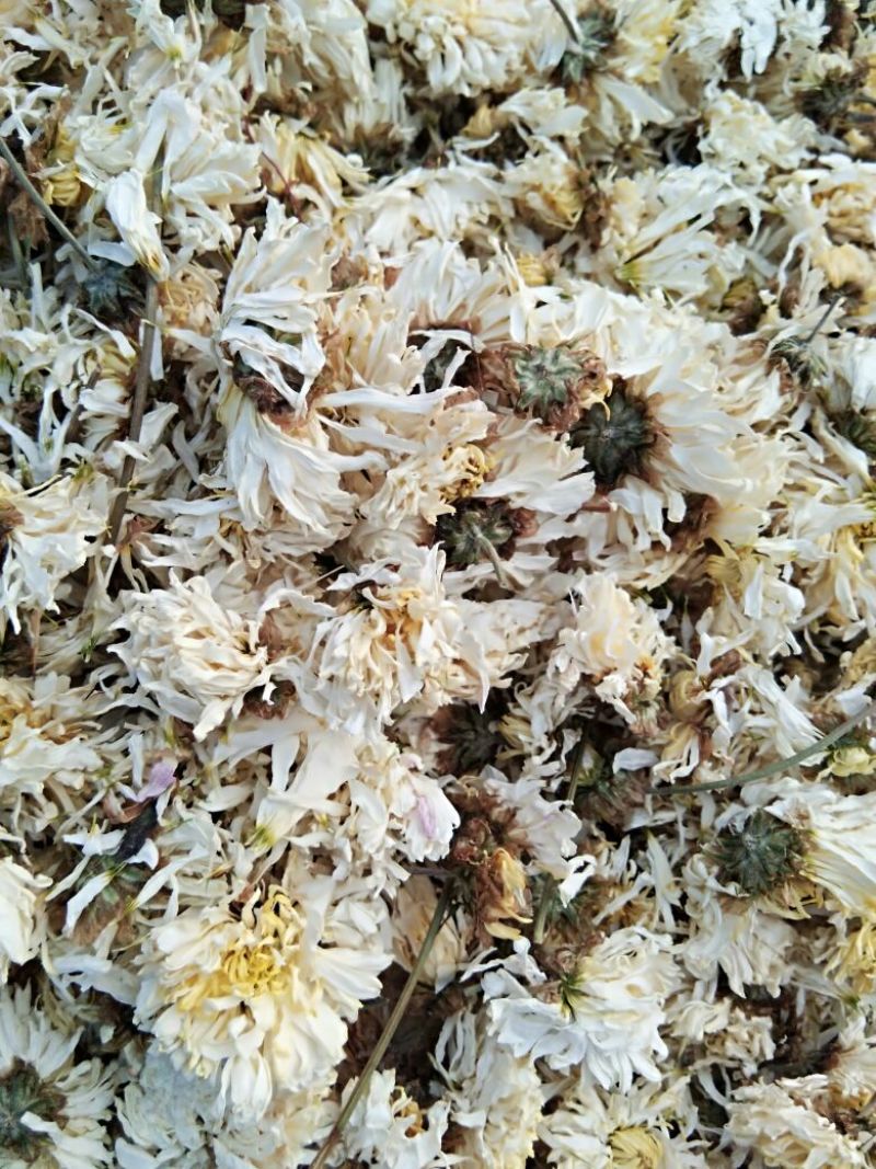 怀菊花散装