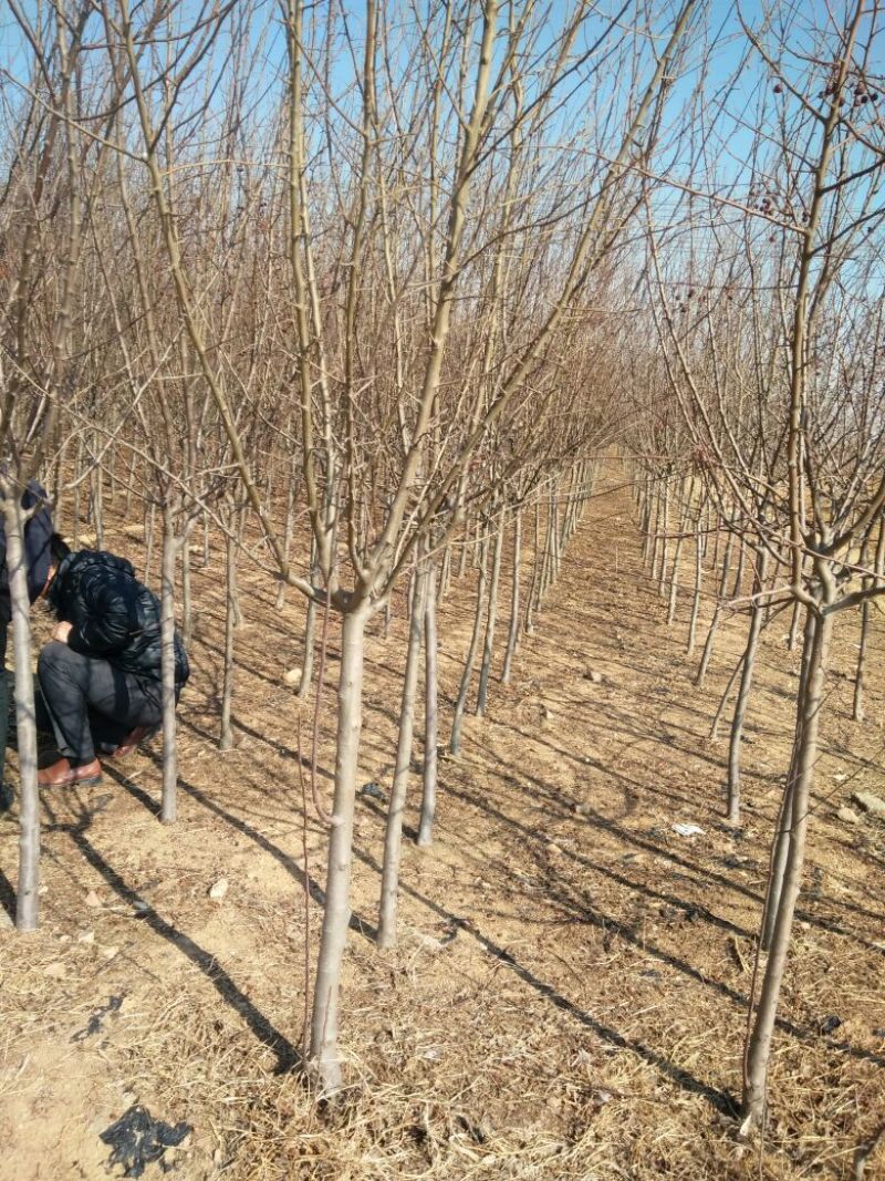 山东精品绚丽海棠大量上市，规格多样，存活率高欢迎联系选购