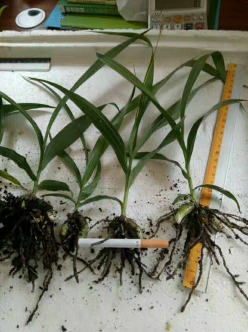四川三叉紫花白芨驯化苗，成活率高，药效好生长速度快