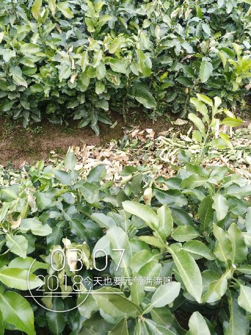 红心蜜柚苗0.2~0.5cm0.3~0.5m