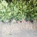 红心蜜柚苗0.2~0.5cm0.3~0.5m