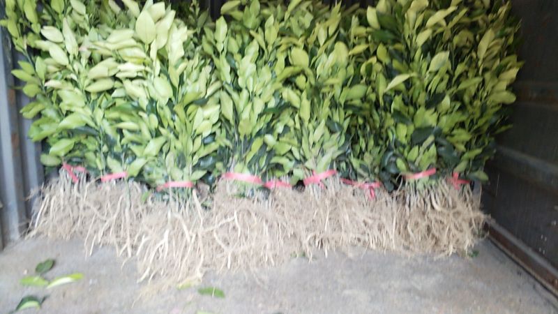 红心蜜柚苗0.2~0.5cm0.3~0.5m