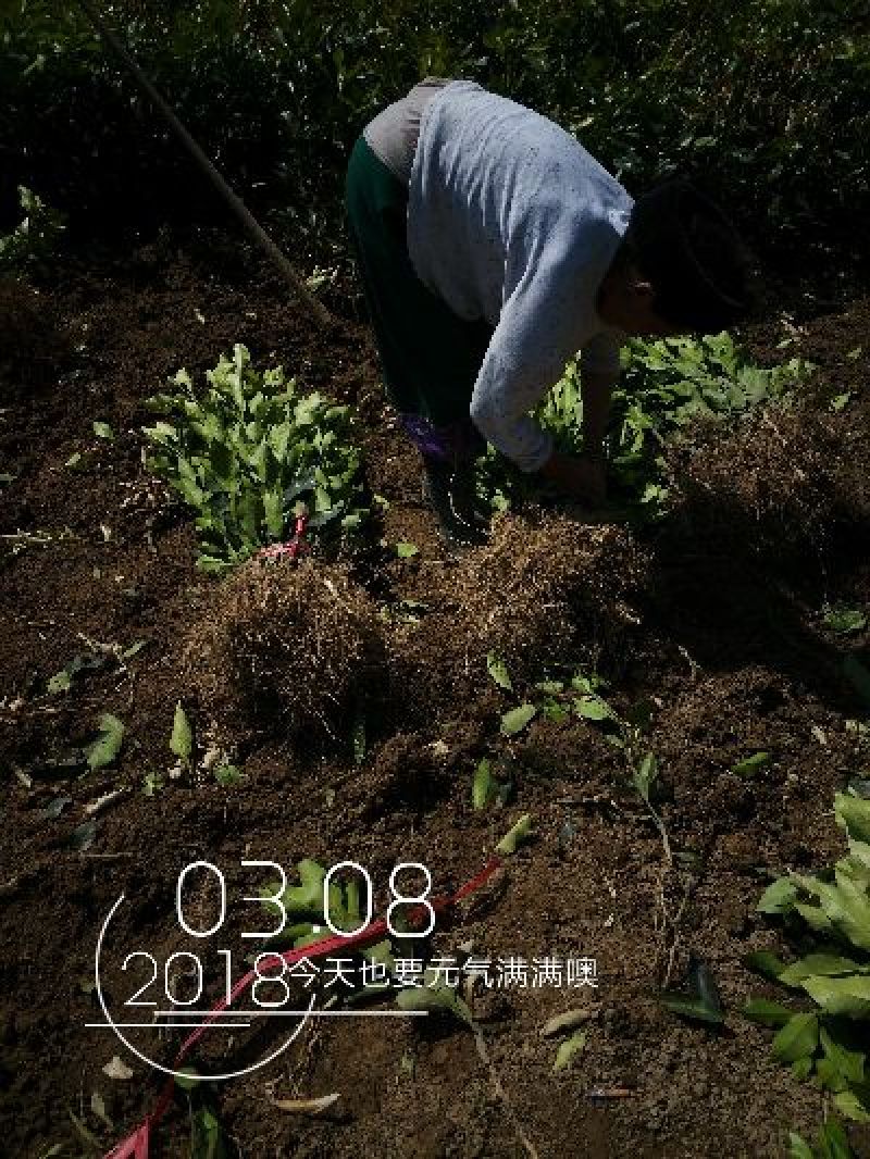 红心蜜柚苗0.2~0.5cm0.3~0.5m