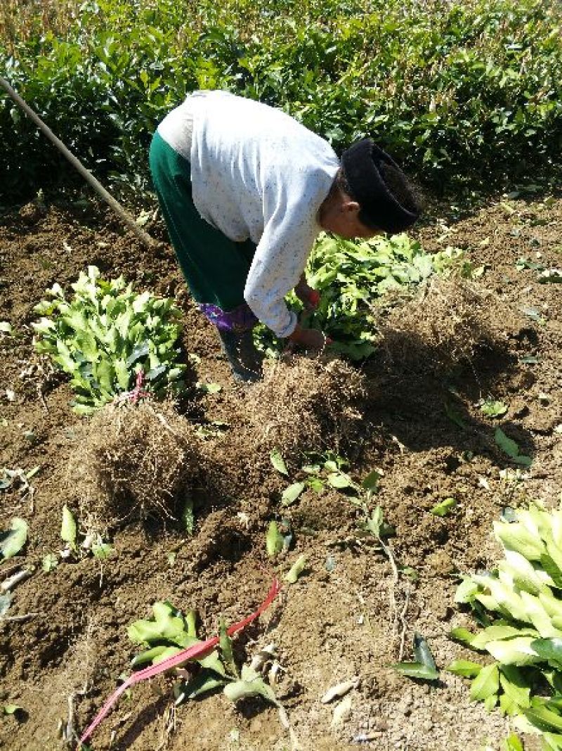 红心蜜柚苗0.2~0.5cm0.3~0.5m