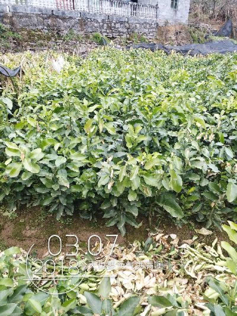 红心蜜柚苗0.2~0.5cm0.3~0.5m