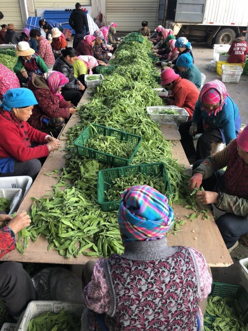 荷兰豆未饱满