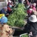 荷兰豆未饱满