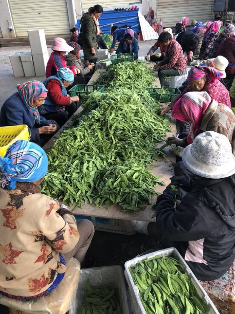 荷兰豆未饱满
