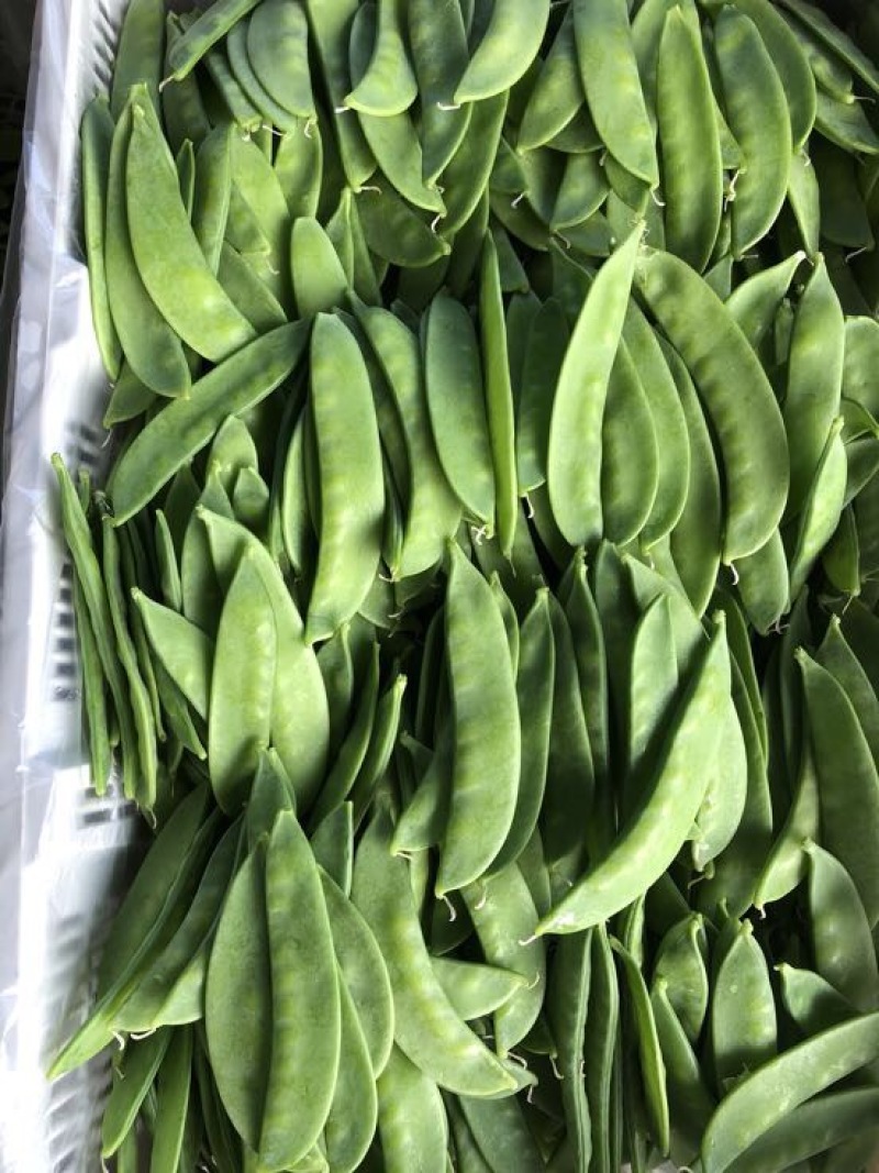 荷兰豆未饱满