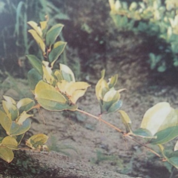 菝葜野生菝葜，又名(金刚藤)，现挖现卖