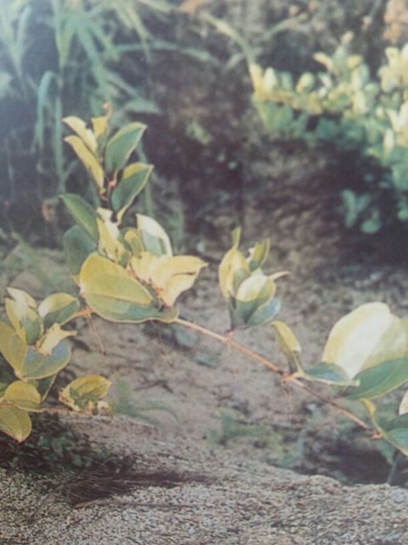 菝葜野生菝葜，又名(金刚藤)，现挖现卖