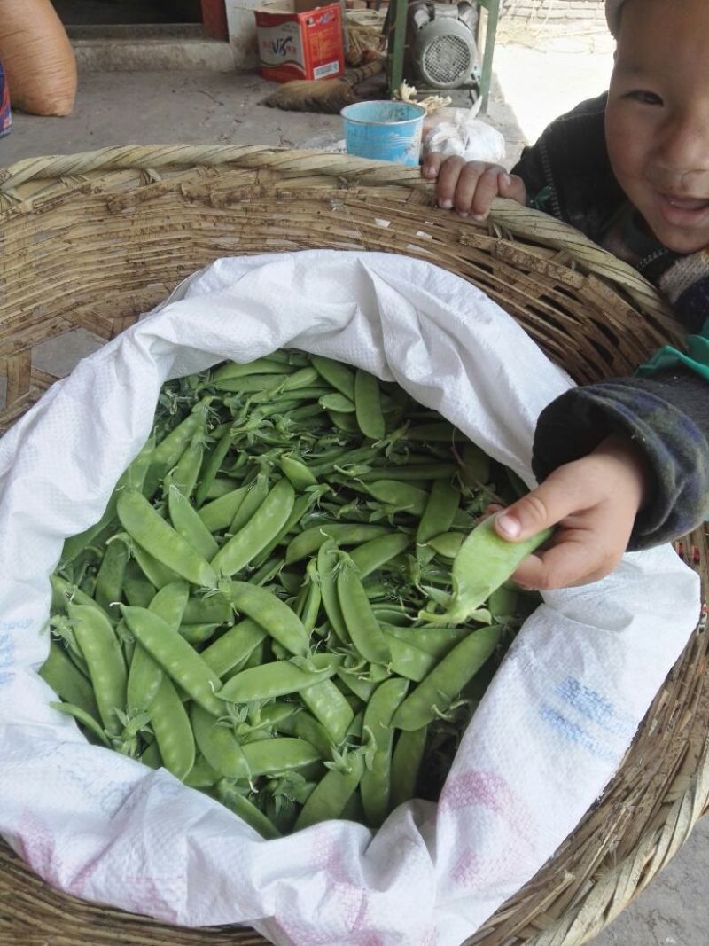 荷兰豆未饱满