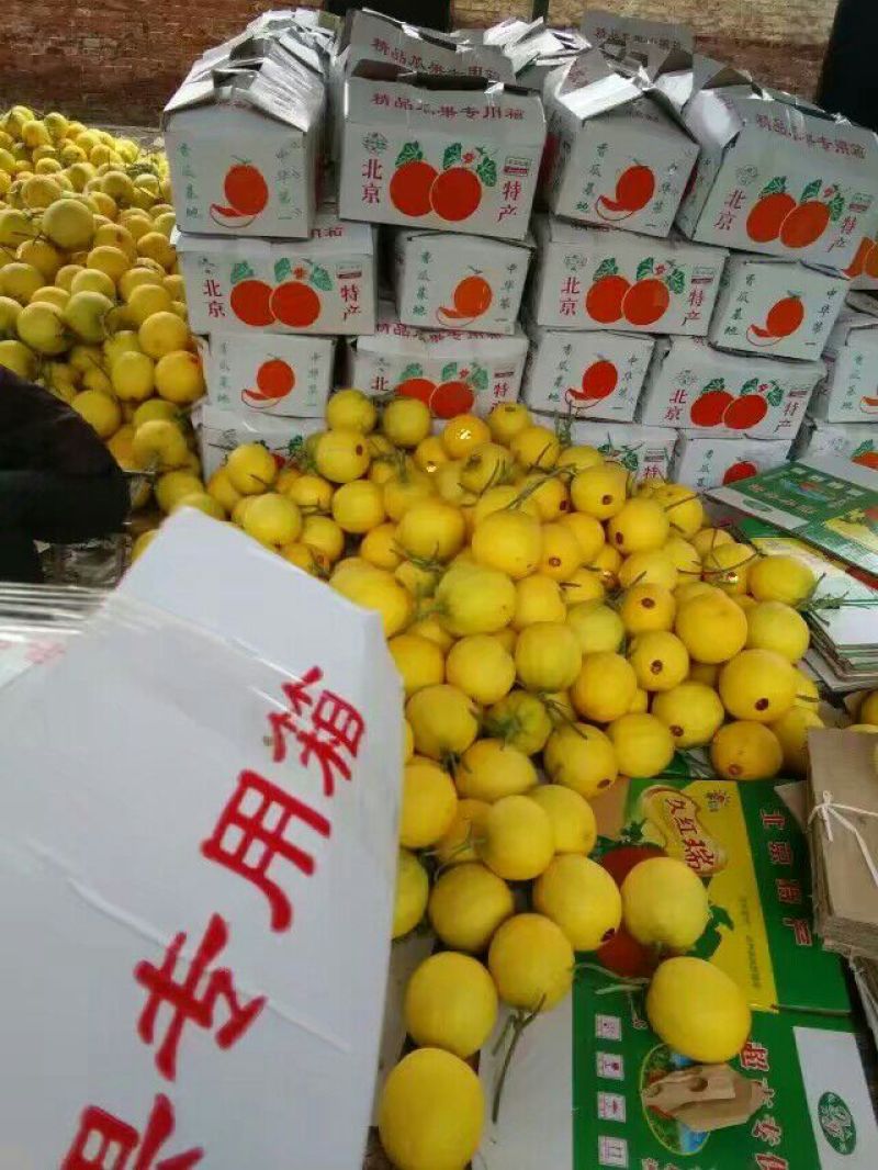 久红瑞甜瓜，货多量大价格便宜，货源充足