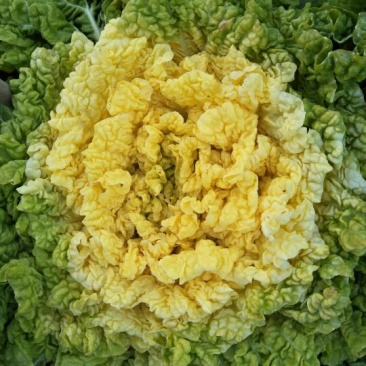 玲珑黄白菜种子