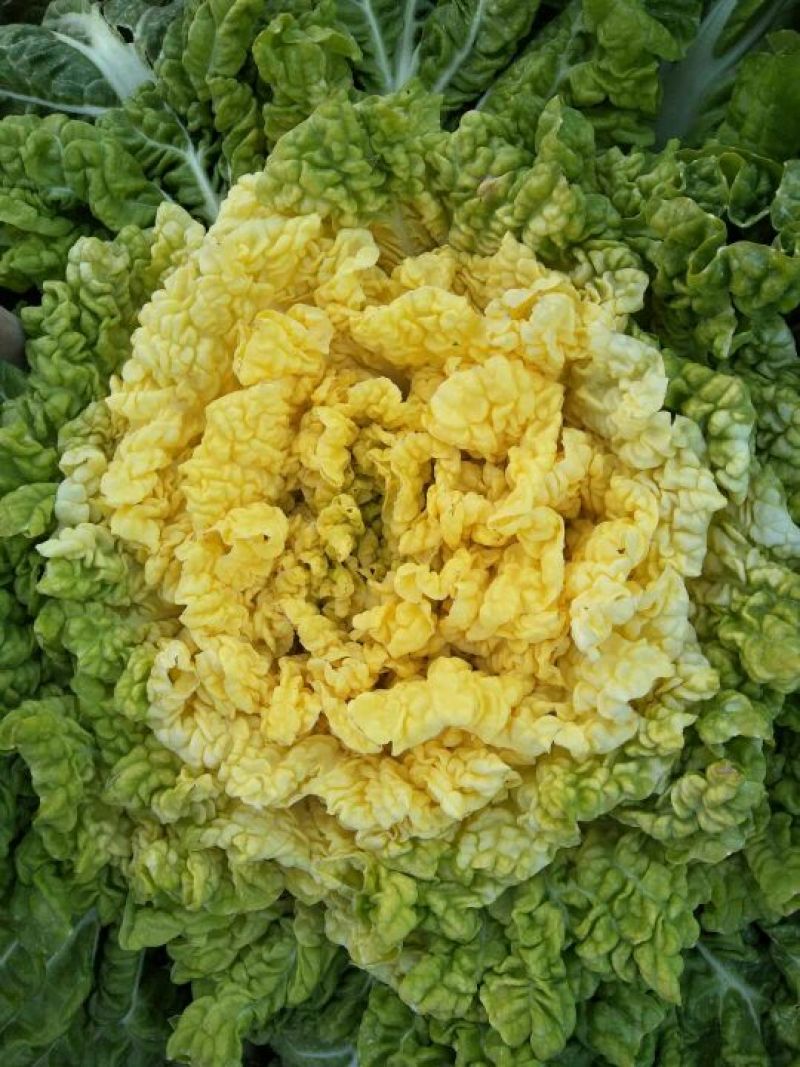 玲珑黄白菜种子