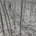 精品三角枫3-18公分量大从优，丛生三角枫