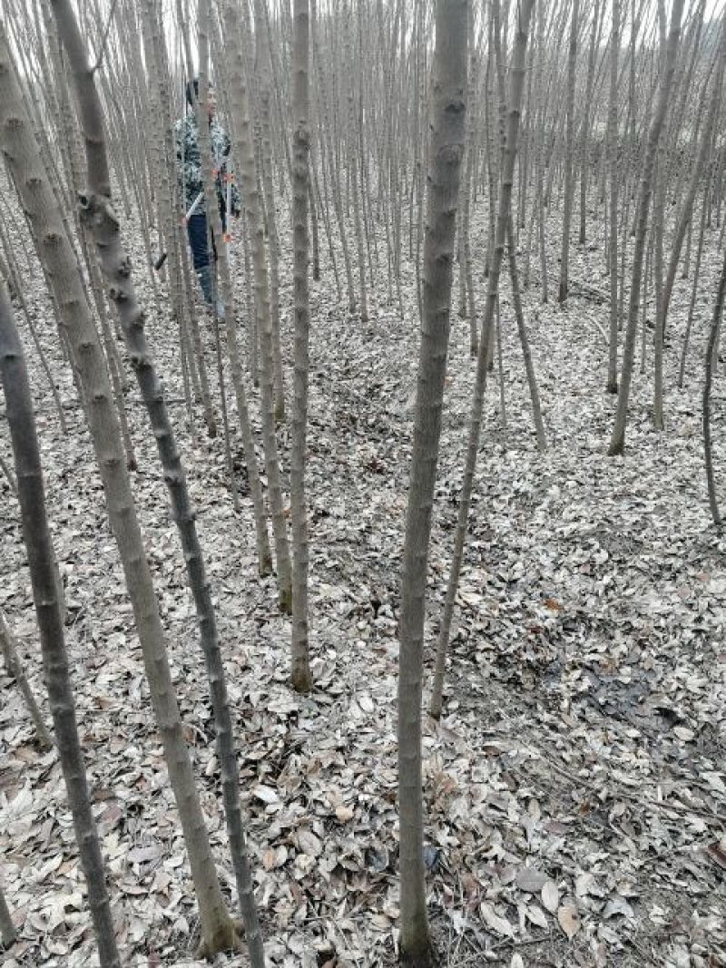 精品三角枫3-18公分量大从优，丛生三角枫