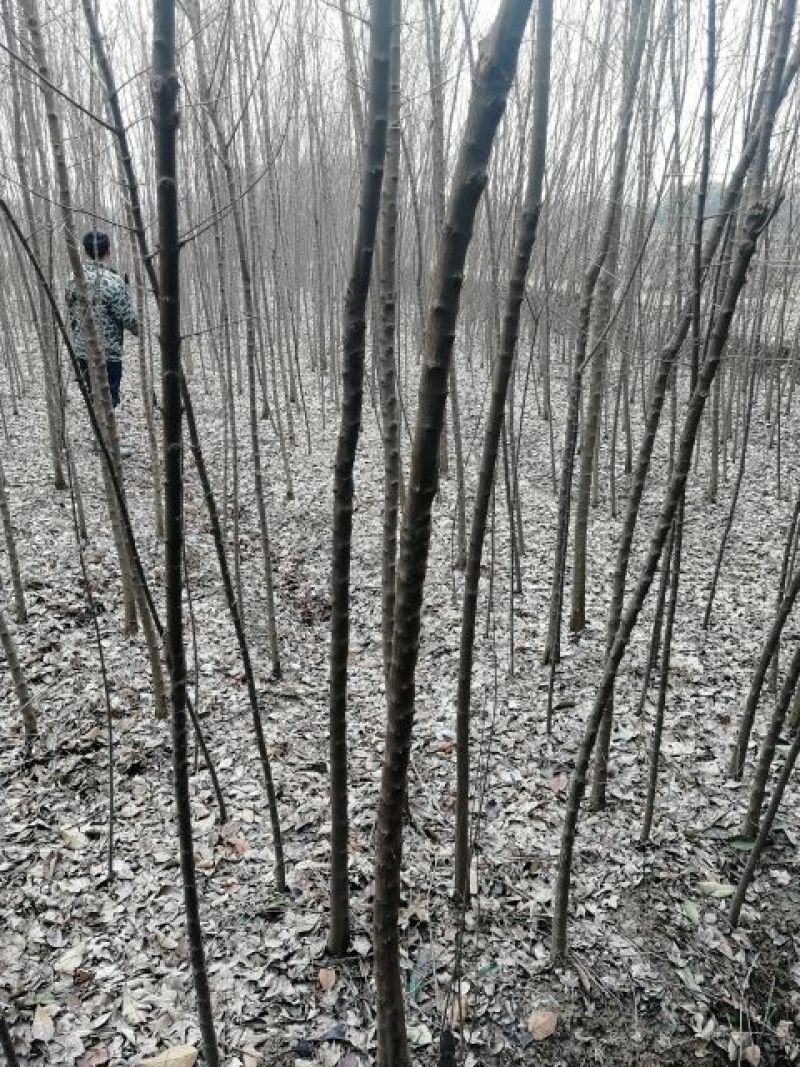 精品三角枫3-18公分量大从优，丛生三角枫