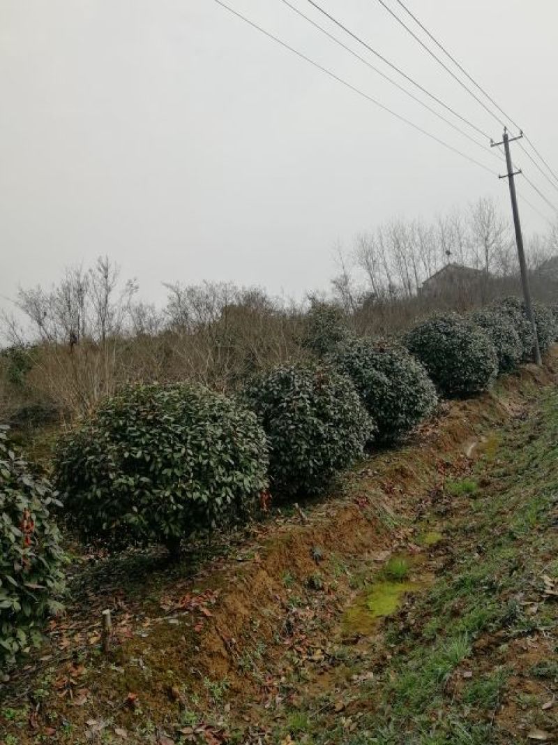 红叶石楠球60-3米和精品石楠柱及造型石楠