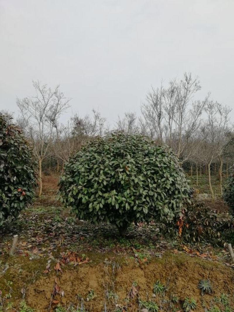 红叶石楠球60-3米和精品石楠柱及造型石楠
