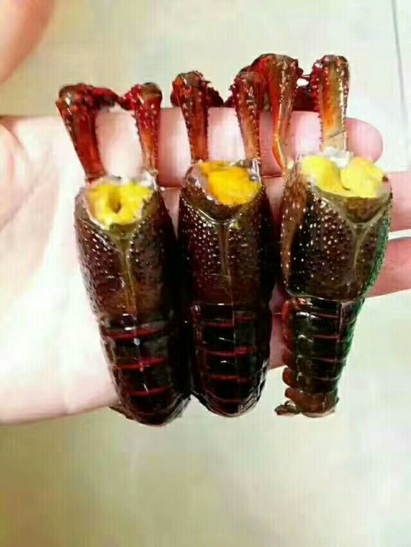 克氏原螯虾稻田套养4-6钱（20-30克）食用活虾
