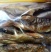 石斑鱼食用0.5公斤/尾以下