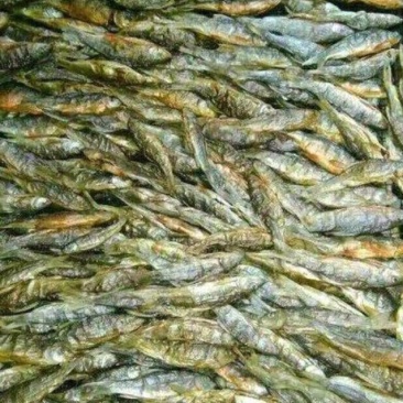石斑鱼食用0.5公斤/尾以下