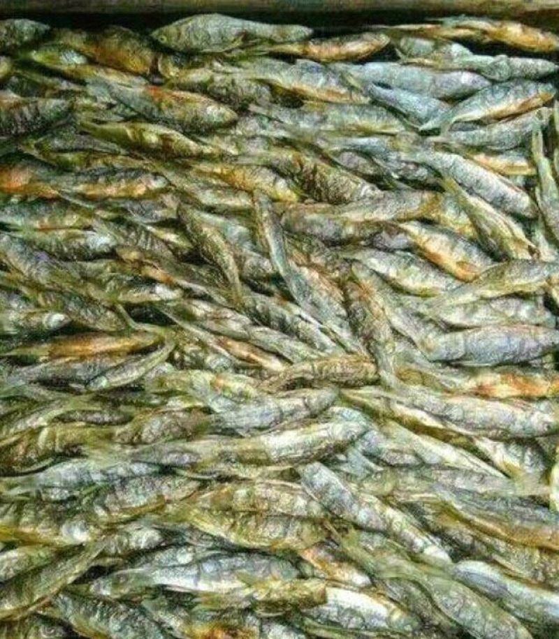 石斑鱼食用0.5公斤/尾以下