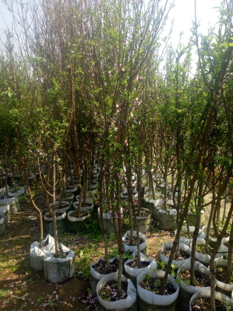 桃树苗30cm以下