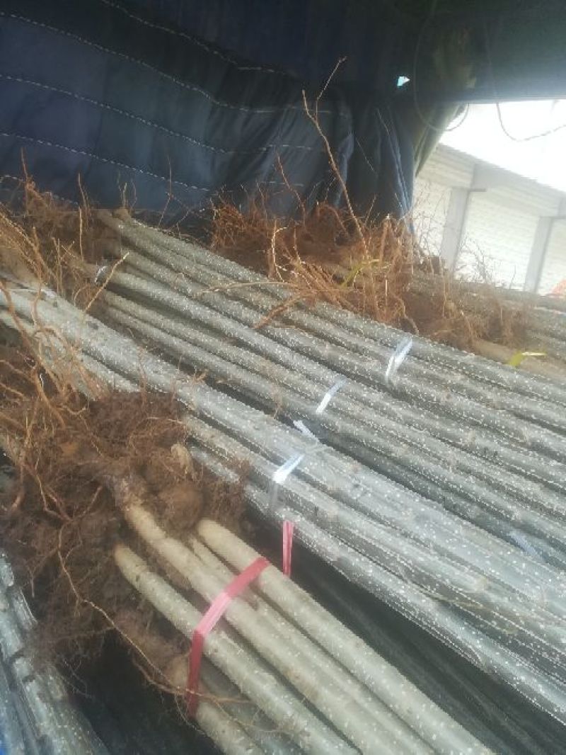 杨树苗2公分带土黄金根根系发达