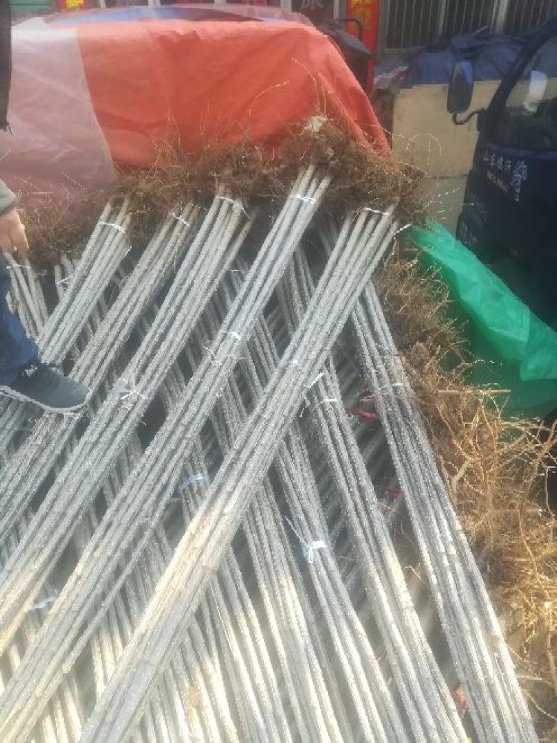 杨树苗2公分带土黄金根根系发达