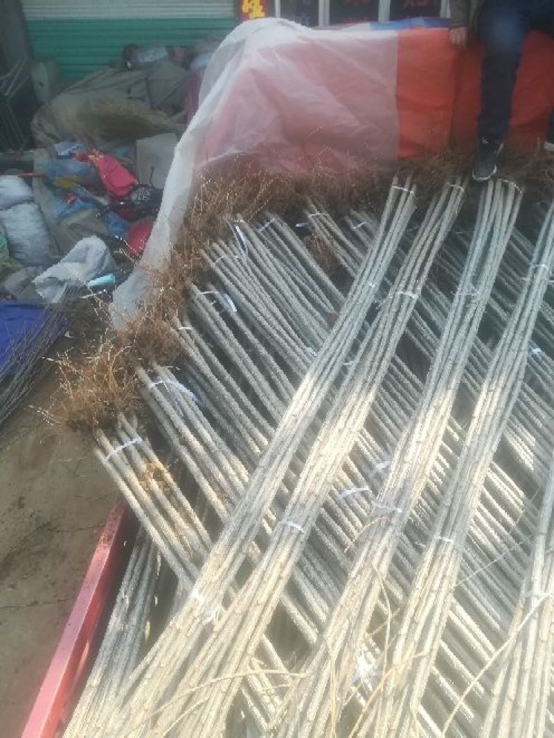 杨树苗2公分带土黄金根根系发达