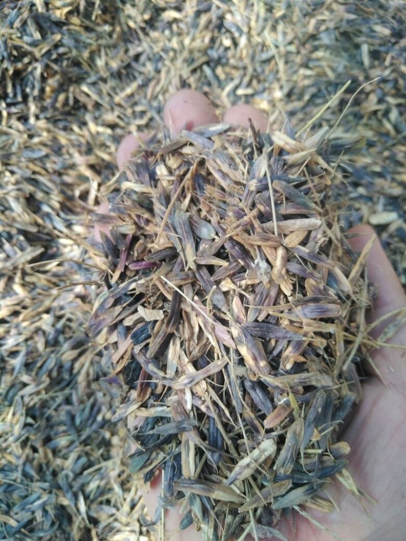 板蓝根种子，本地特色中药材，品质纯真，发芽率高。