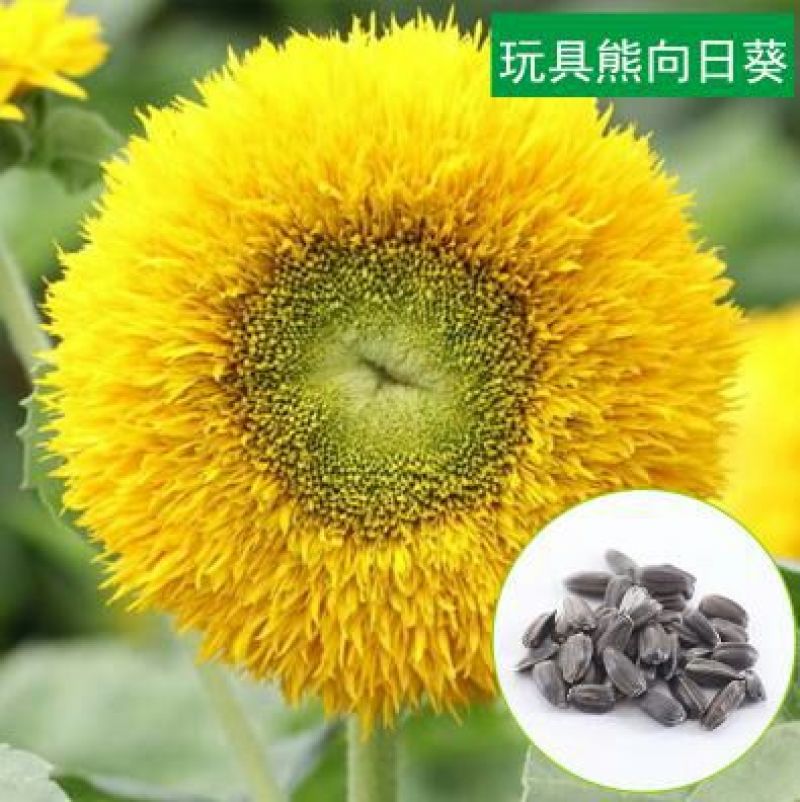 食葵