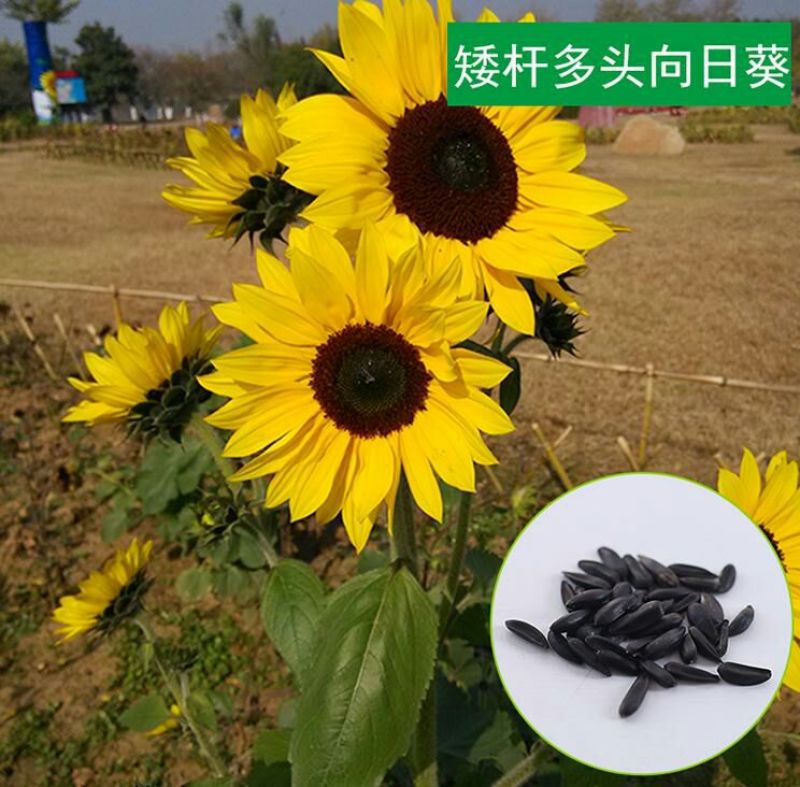 食葵