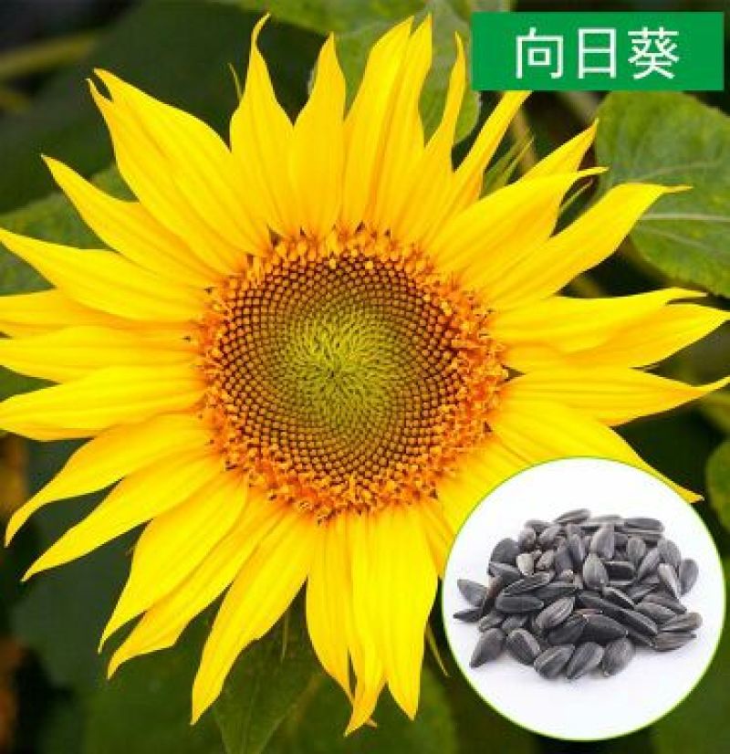 食葵