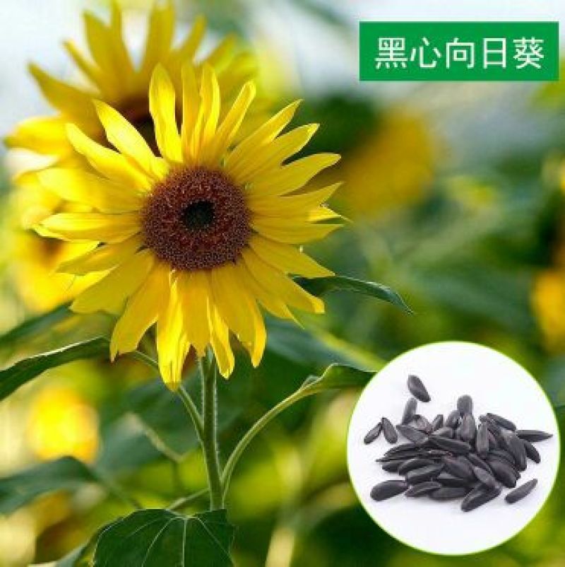 食葵