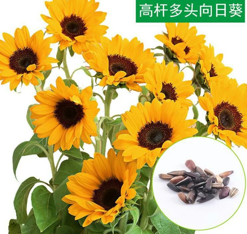 食葵