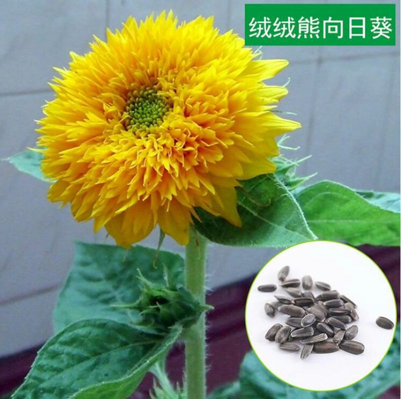 食葵