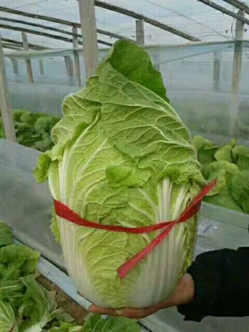 推荐潍坊青州精品白菜菊锦4~6斤净菜潍坊青州