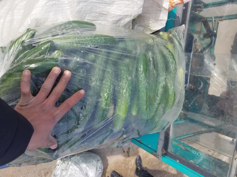 山东次品黄瓜黄瓜扭18公分以下干花带刺货源充足