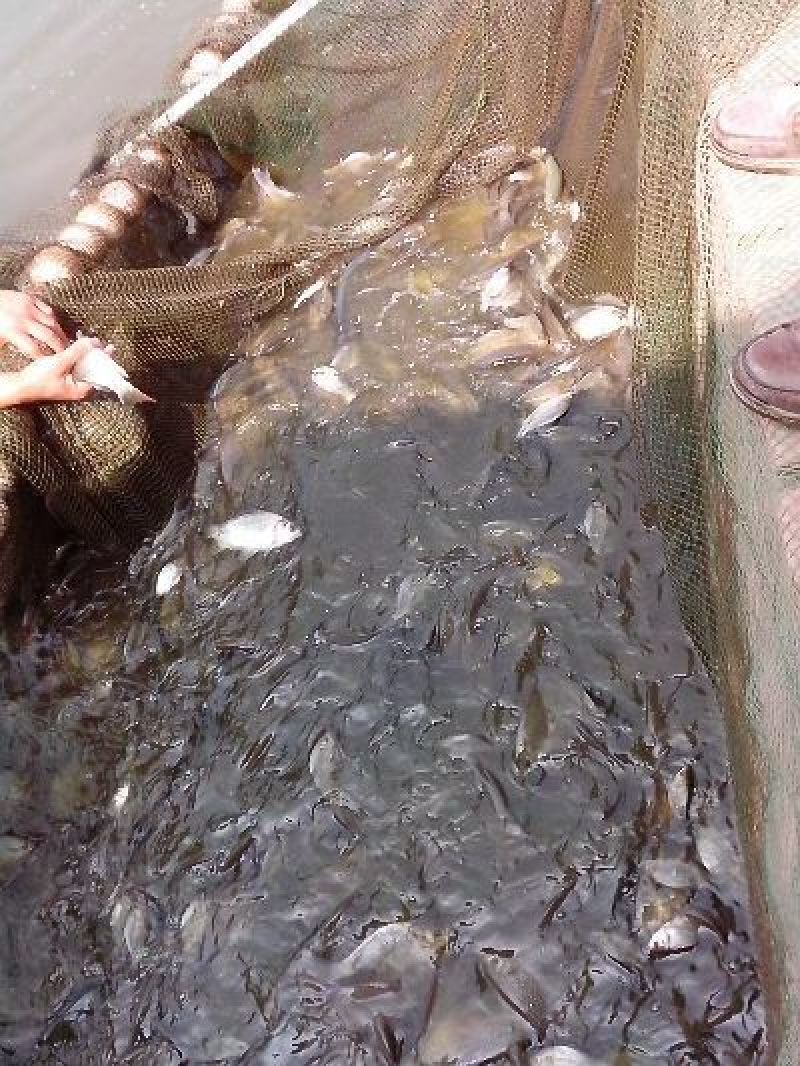 高背鲫鱼苗