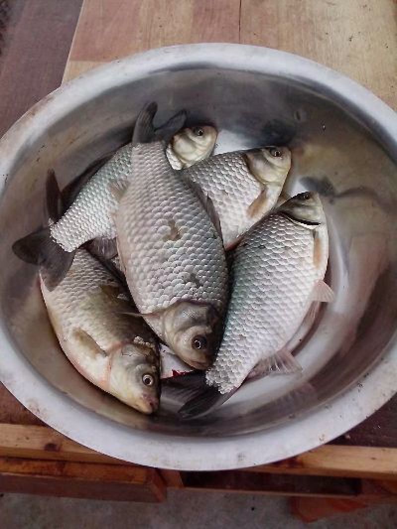 高背鲫鱼苗