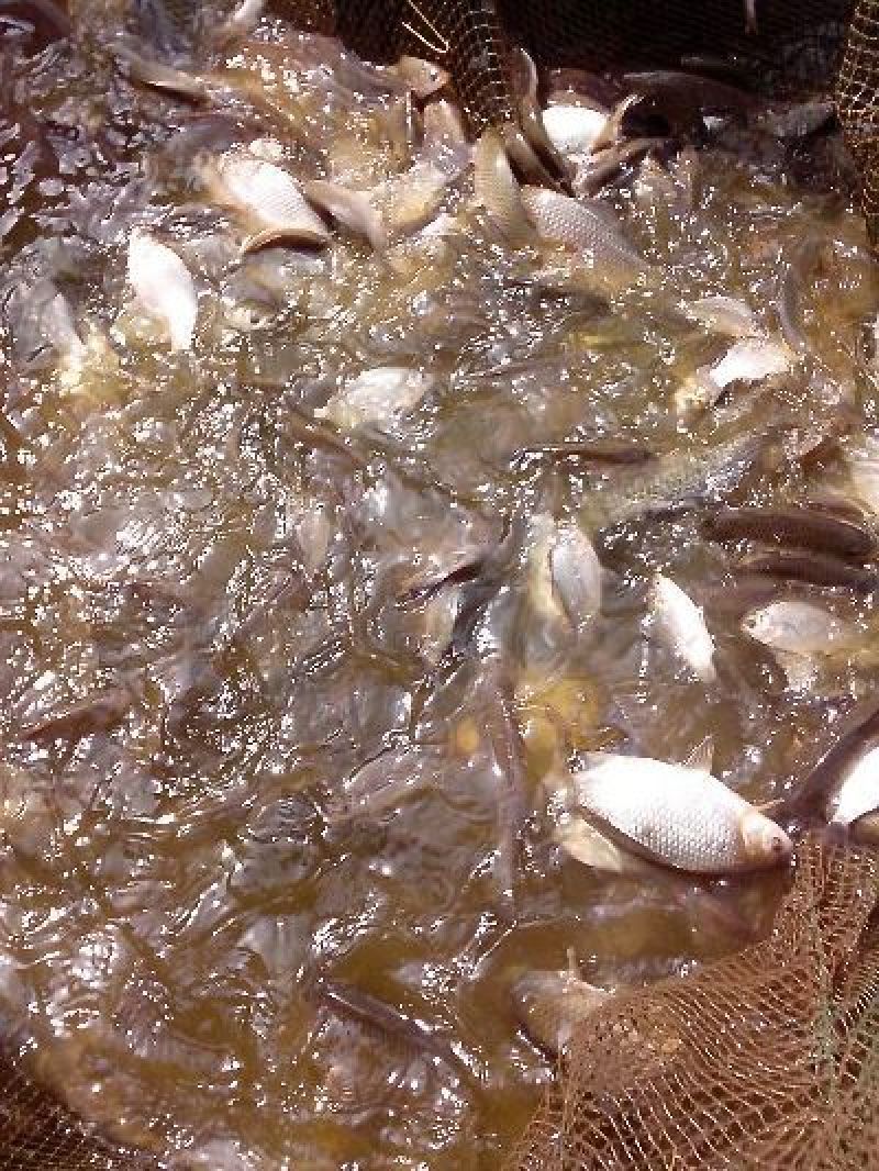 高背鲫鱼苗