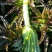 红莴苣2斤以上50~60cm