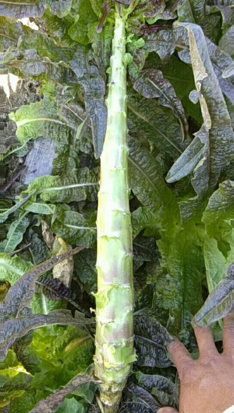 红莴苣2斤以上50~60cm